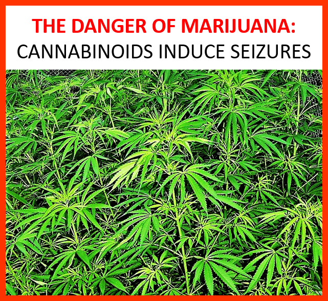 Natural (∆9-THC) and synthetic (JWH-018) cannabinoids induce seizures by acting through the cannabinoid CB1 receptor. Scientific Reports, 2017; 7 (1) DOI: 10.1038/s41598-017-10447-2