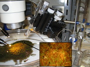 Sampling of the gut content of the coral Galaxea fascicularis. Inlet shows the cappilary inserted in the mouth of a polyp