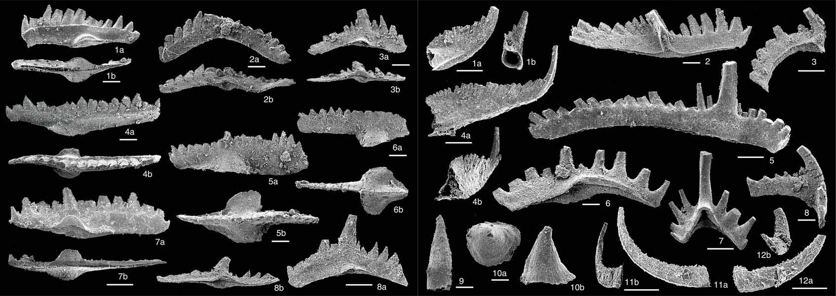 021 Detective of Paleontology: Enchanted with the History of Life -  University of Tsukuba