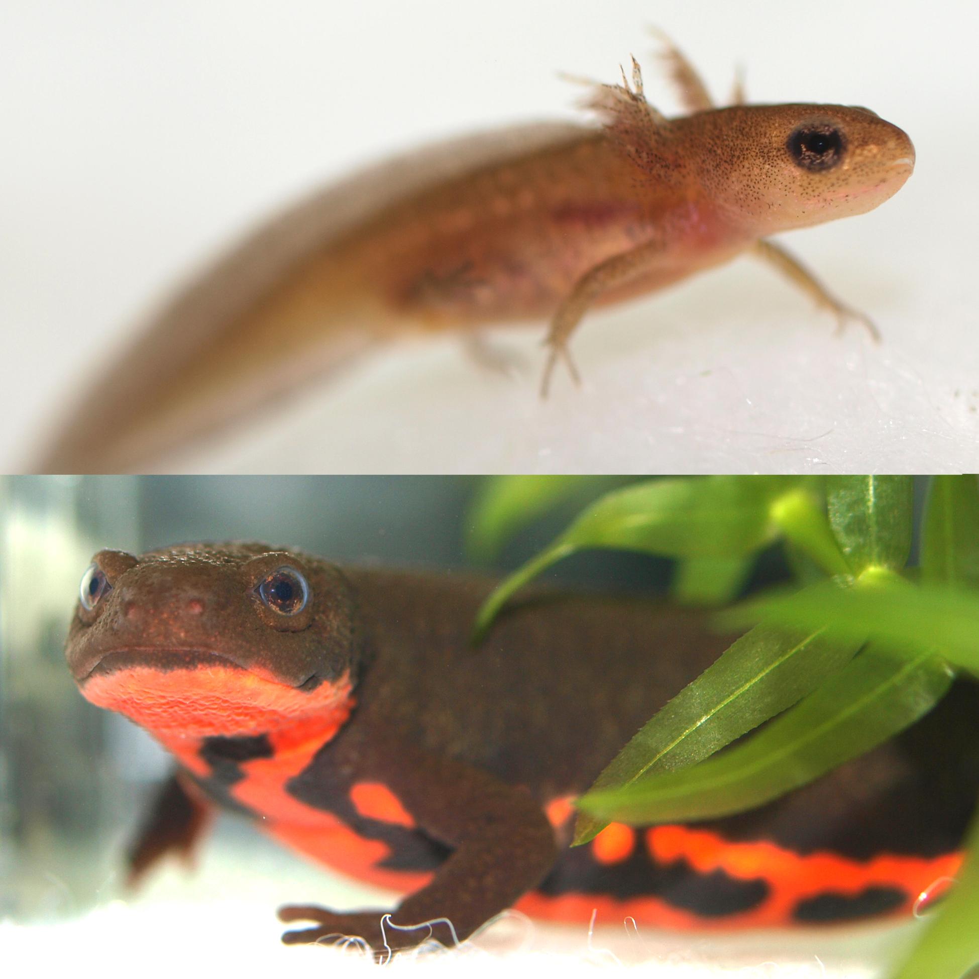 20160330_newt2.jpg