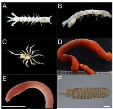 Animals collected in the JAMBIO Coastal Organism Joint Surveys.