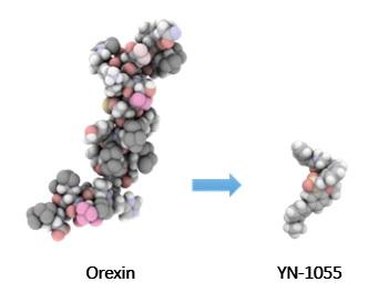 Orexin-img