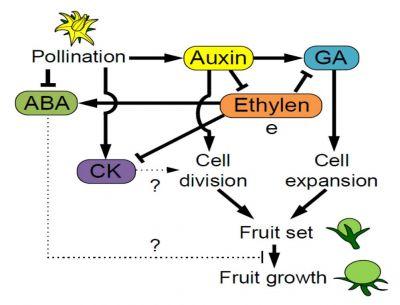 A model of the role of ethylene in tomato fruit set.