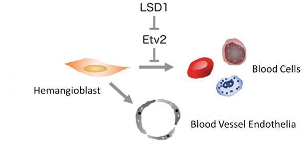 The proposed model for the mechanism of making blood cells from hemangioblasts