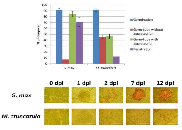 Disease and resistance phenotypes of soybean (Glycine max) and Medicago truncatula leaves inoculated with Phakopsora pachyrhizi.