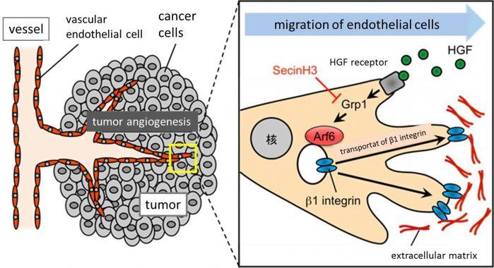 A shematic diagram of Arf6 function in tumor angiogenesis