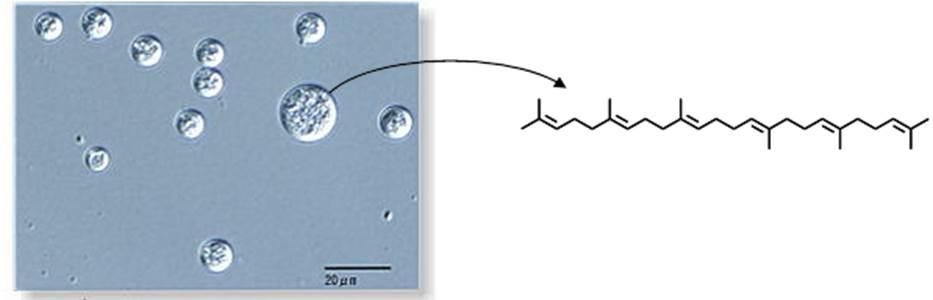 Aurantiochytrium sp.18W-13a (left) and Squalene (right)