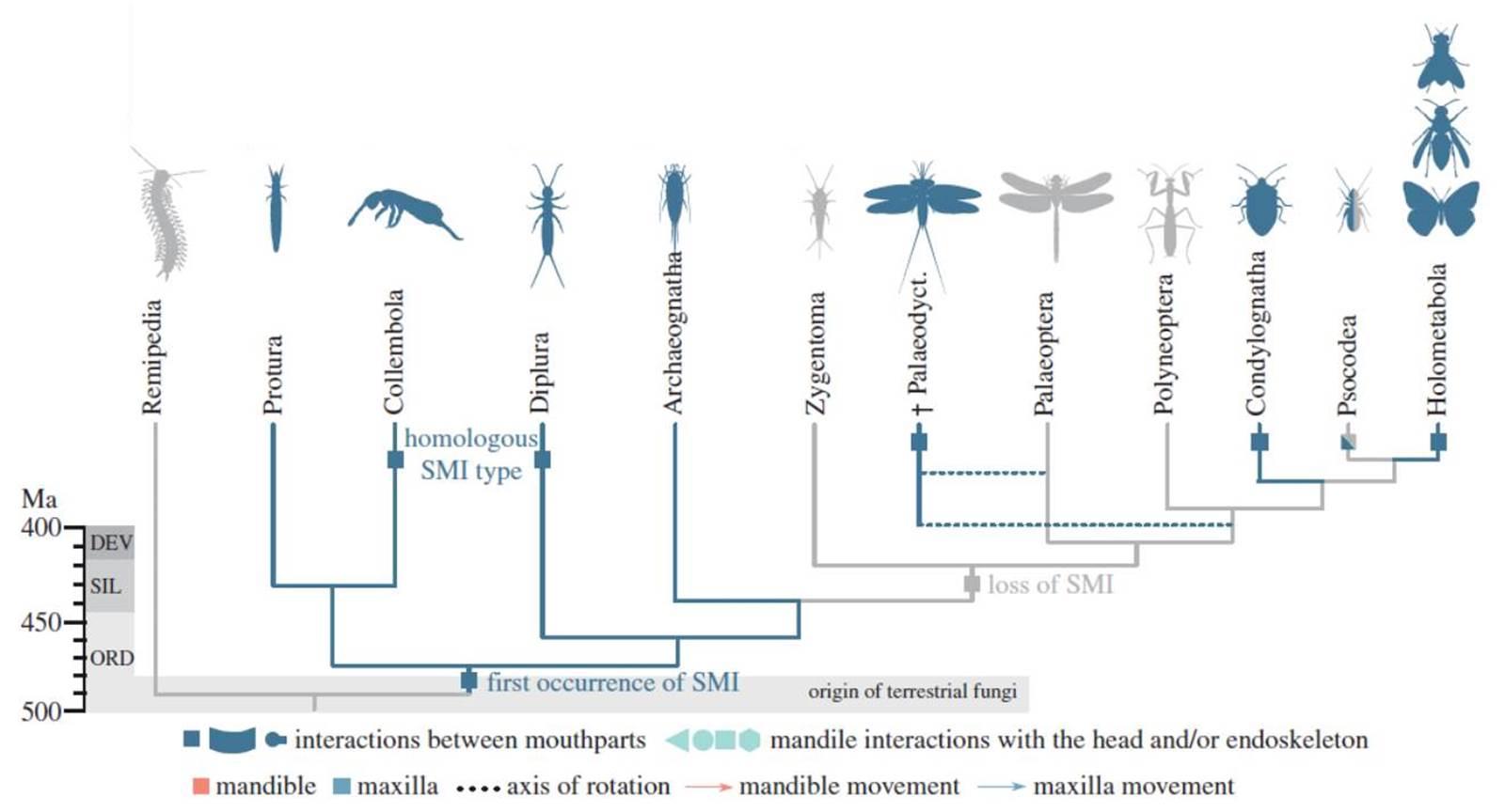 Evolution of structural mouthpart interactions in insects mapped on a transcriptome-based phylogenetic tree and divergence time estimates