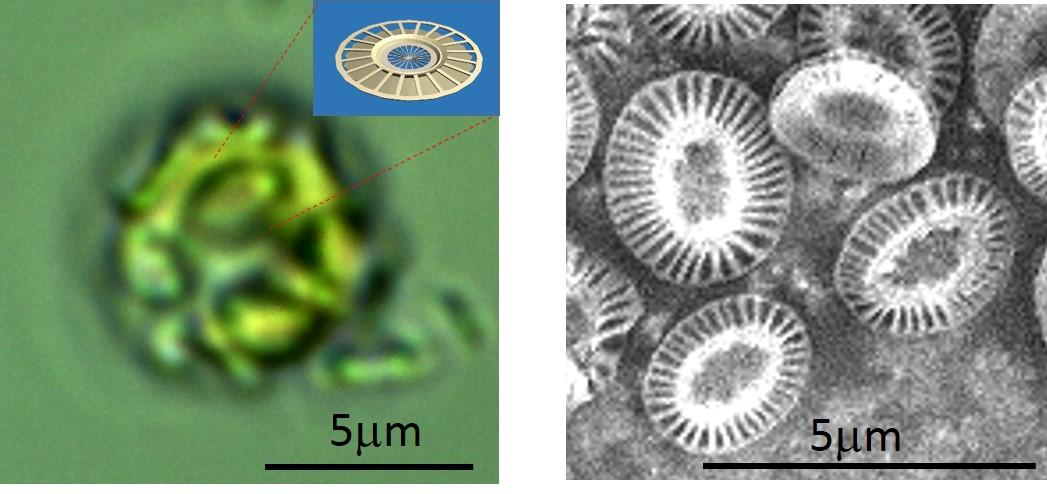 Coccolithophore phytoplankton Emiliania huxleyi and cell covering crystals of calcium carbonate, coccoliths