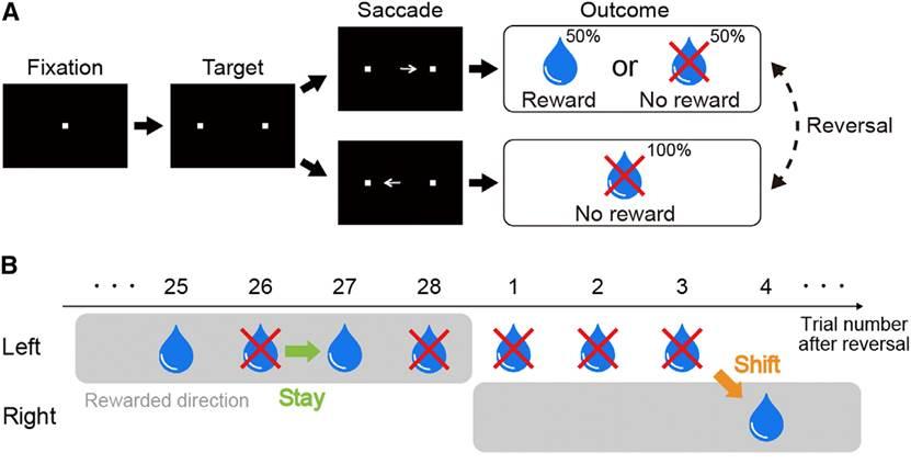 Reversal Learning Task and Behavioral Performance