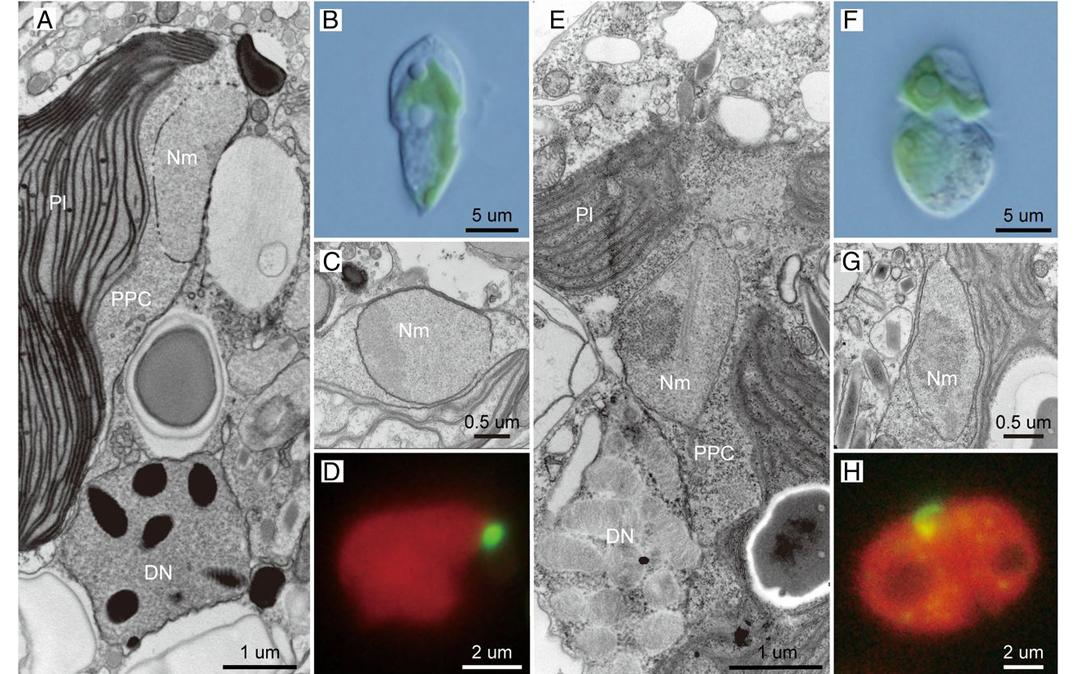 Dinoflagellates with relic endosymbiont nuclei as models for elucidating organellogenesis