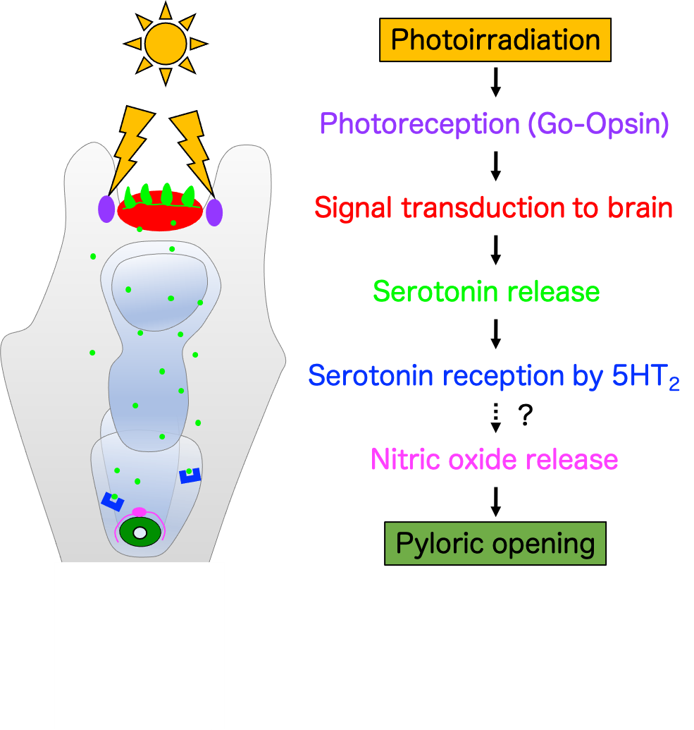 Thinking With Your Stomach The Brain May Have Evolved To Regulate Digestion University Of Tsukuba