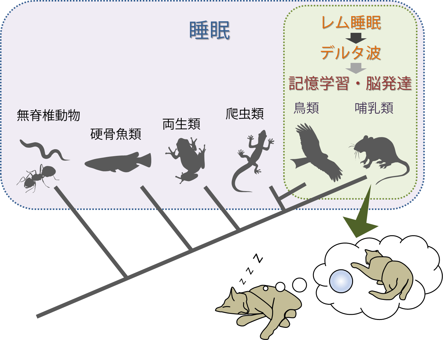 夢のスイッチが明らかにする夢を見る理由 レム睡眠の意義を初めて科学的に証明 Tsukuba Journal