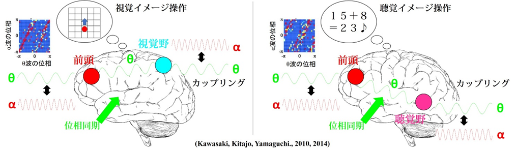 頭の中で想像する内容を脳波リズムの位相差が切り替える ～振動子モデルによる脳型コンピュータへの応用に期待～ | テクノロジー・材料