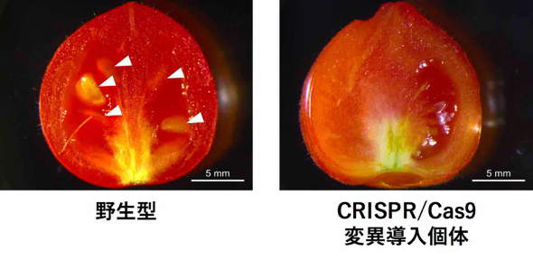 トマトで高効率ゲノム編集技術を確立 受粉しなくても果実を形成する単為結果性を付与する Tsukuba Journal