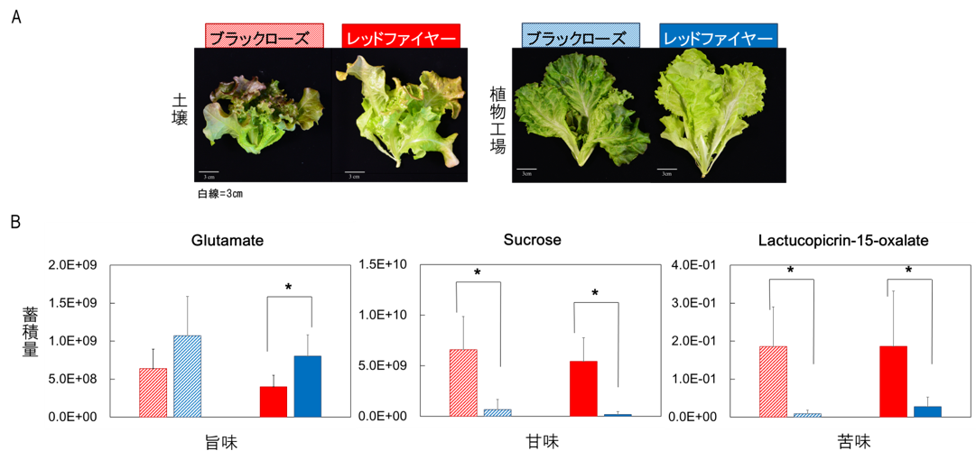 植物工場栽培のサニーレタスは旨み成分を多く含み 苦み成分が少ない 栽培環境による味の特徴を明らかに Tsukuba Journal