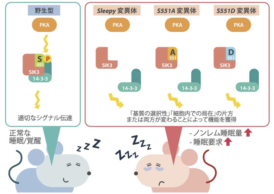 原因 長い 睡眠 時間