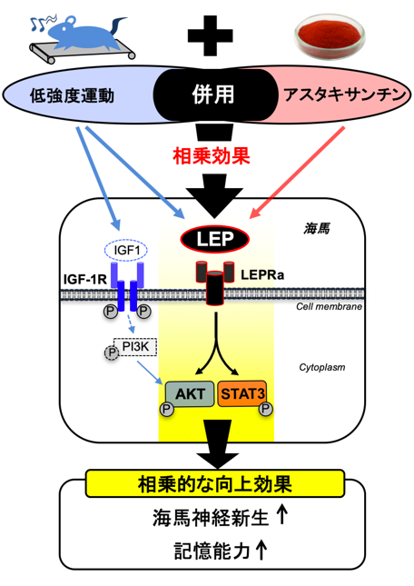 アスタキサンチン 効果