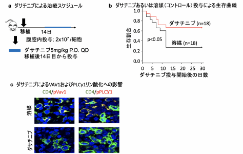 T細胞リンパ腫に他の血液がんの薬剤が有望であることを発見 Tsukuba Journal