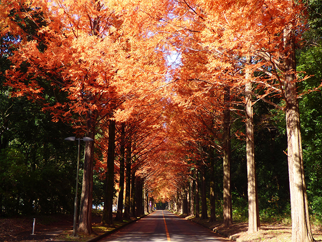 「The tunnel of orange leaves」　Juan Martin Uehara（人間総合科学研究科）