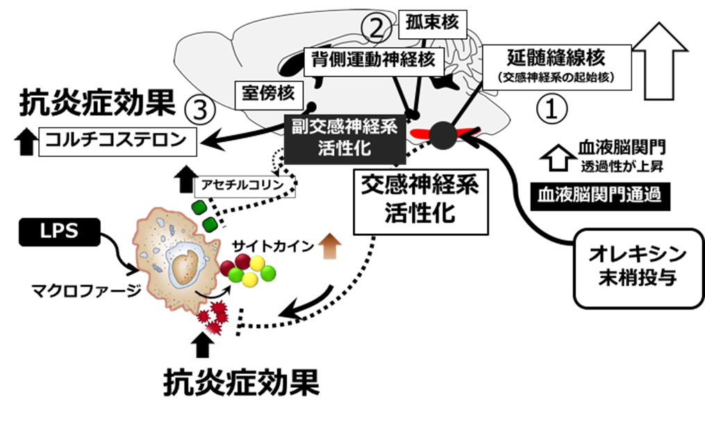 本研究から予測された、オレキシンによる抗炎症効果の作用機序。オレキシンが延髄縫線核の神経活動を活性化することにより、交感神経系が活性化され、抗炎症効果を示していると考えられる。