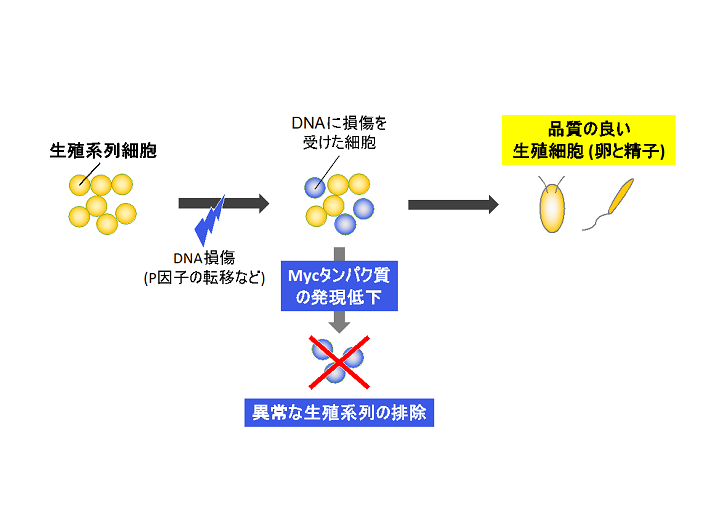 生殖系列細胞の品質管理機構