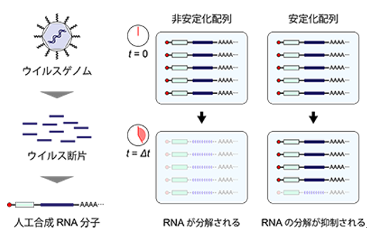 ウイルス由来RNA配列の安定化活性を調べる新技術「Fate-seq」の概念図