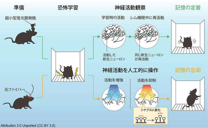 マウス研究に用いた実験手法と結果