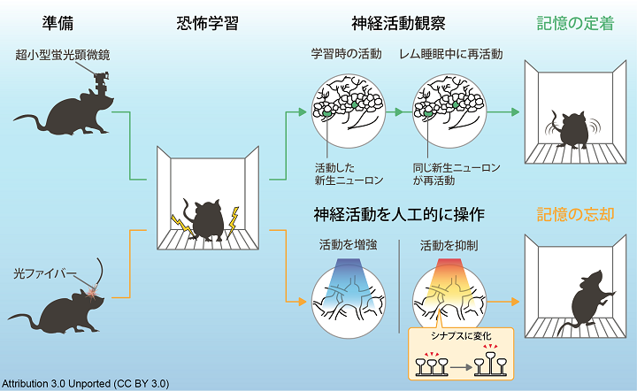 　マウス研究に用いた実験手法と結果
