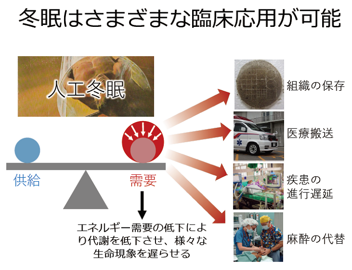 冬眠の臨床応用