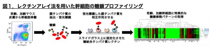 皮膚が老化すると「幹細胞の顔」が変わる