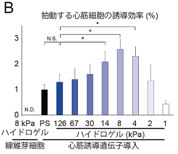 細胞外基質の硬さによる心筋細胞誘導効率の変化