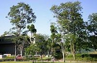 trees