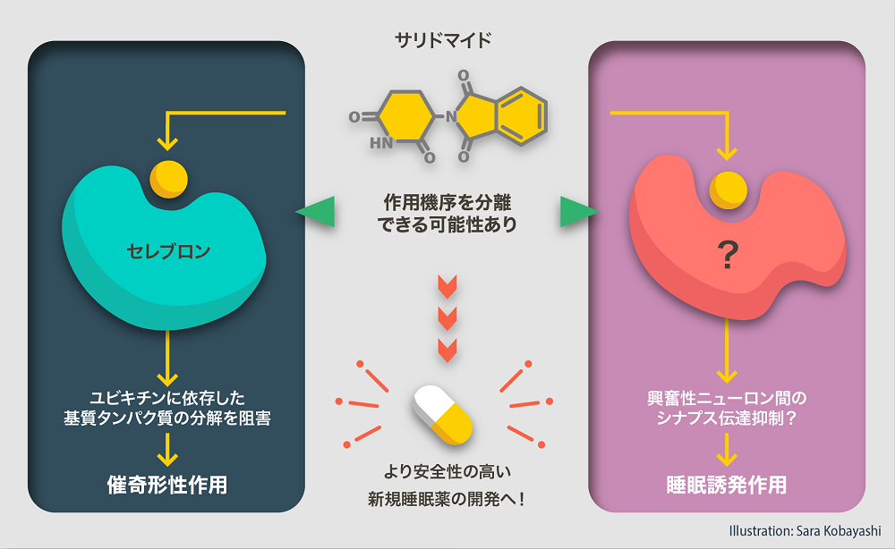 サリドマイドの催奇形性と催眠作用は独立した分子メカニズムを介する
