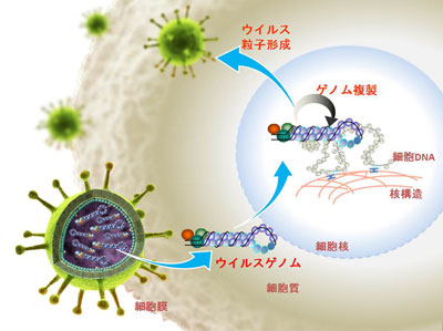 インフルエンザウイルスが細胞に感染して増殖し、細胞外に放出される（出芽する）まで