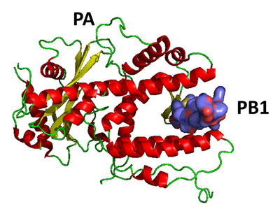 川口さんたちが決定したウイルスゲノムの複製酵素の結晶構造　（Nature, 2008）