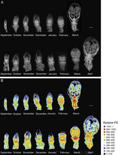 水の動態を調べるためにモモ休眠芽をMRIで撮影した画像 (Physiologia Plantarum、 Vol.、73(1):1-6)