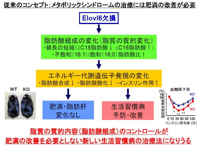 Elovl6に着目した生活習慣病治療のコンセプト。