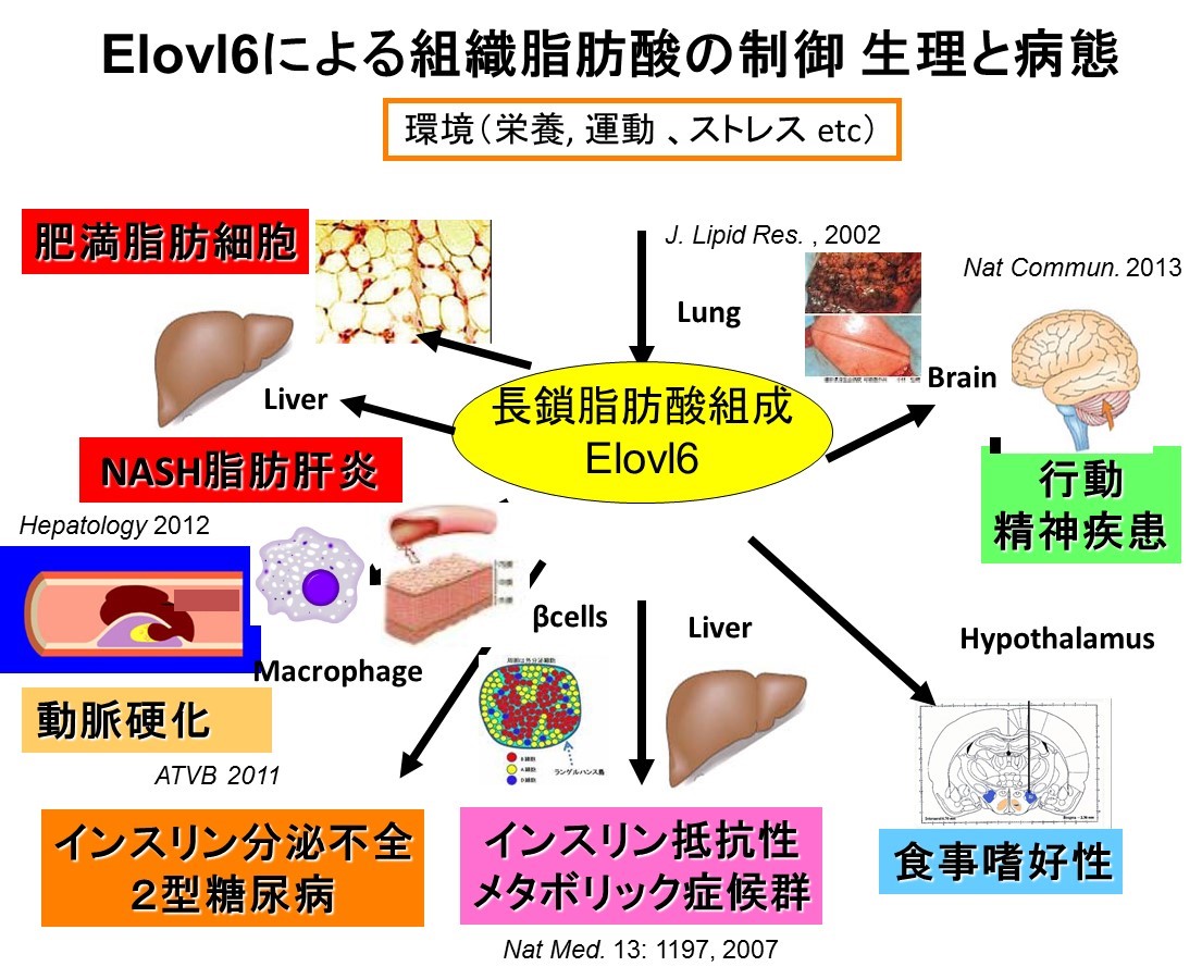 Elovl6による祖時期脂肪酸の制御 生理と病態の図