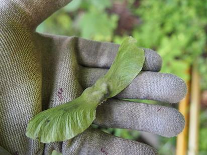 菅平高原実験センターのクロビイタヤとその種子02