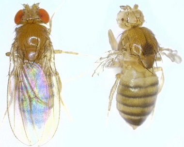 左:キイロショウジョウバエの野生型雌,右:二重変異体雌(複眼および翅が欠損)