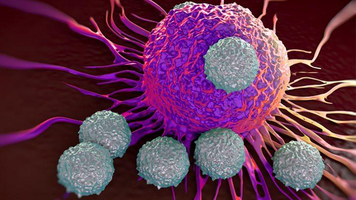 制御性t細胞と骨髄環境の相互作用で免疫システムを維持する 骨髄移植後の免疫再構築と骨髄環境の関係 Tsukuba Journal
