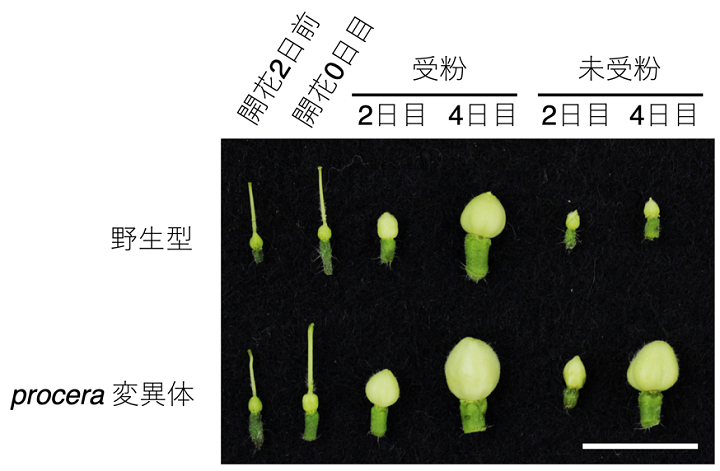  トマト野生型とprocera 変異体の着果