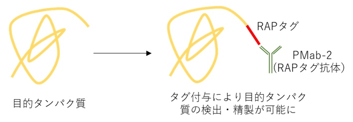 様々なタンパク質を検出できるRAPタグは植物細胞