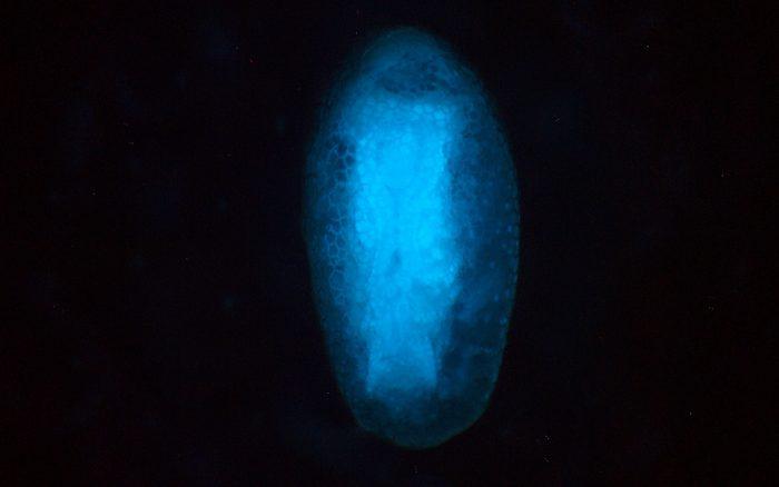 ホラアナゴキブリ科の一種の卵の蛍光顕微鏡像