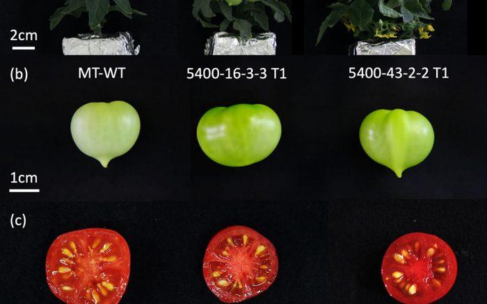 トマトの複数遺伝子の同時ゲノム編集