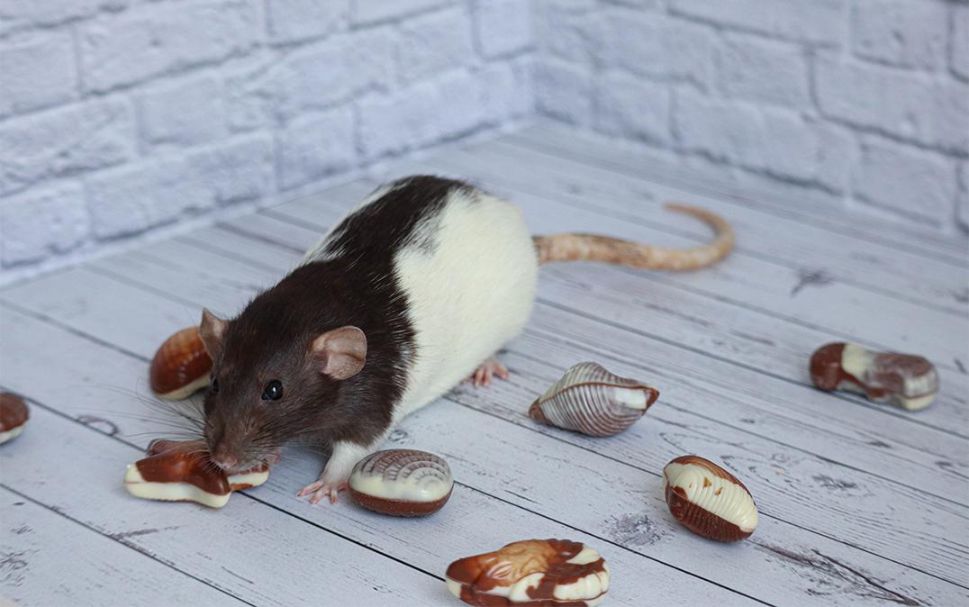 タイプ 1 ナルコレプシーはどのようにして発症しますか?