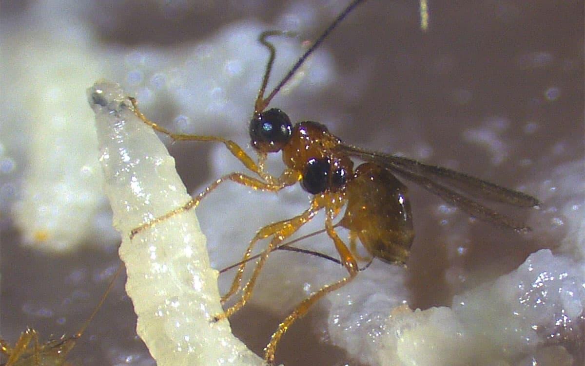 飼い殺し型寄生の鍵となる寄生蜂毒遺伝子の同定に成功