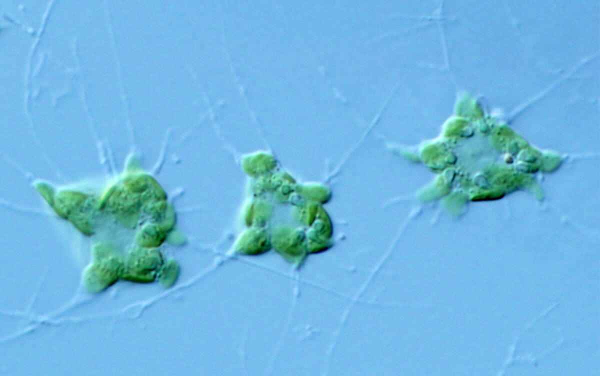 研究イメージ画像