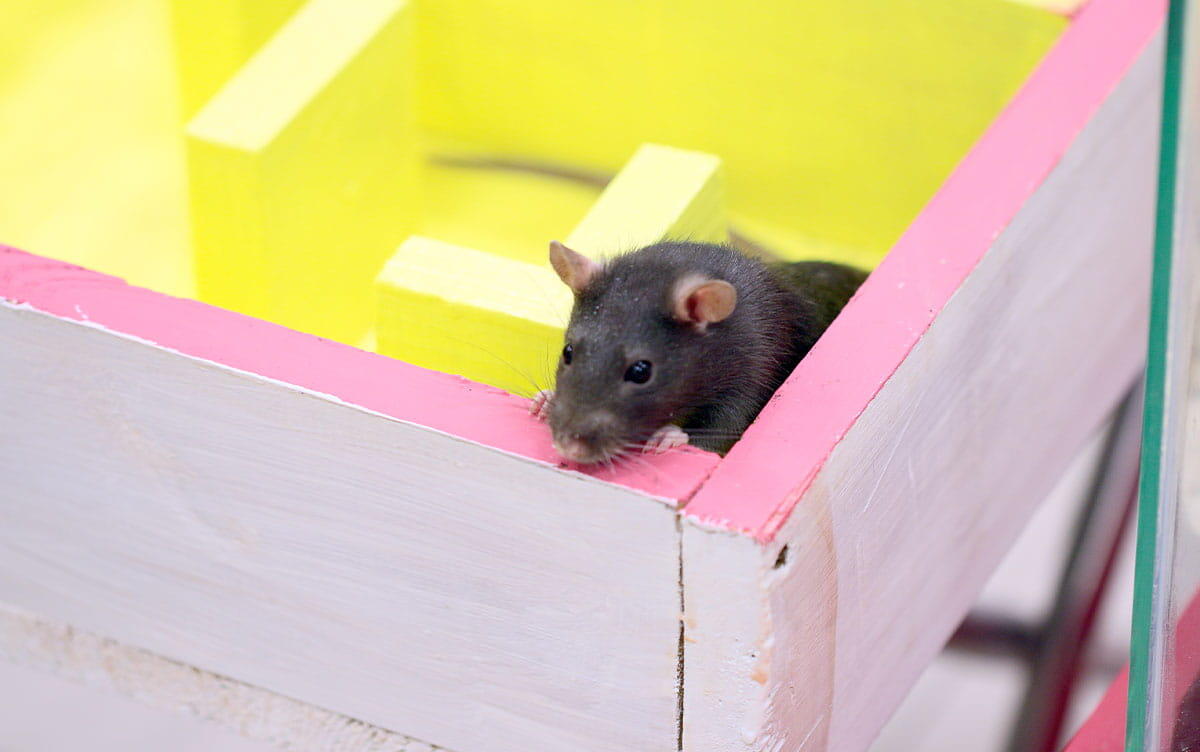 研究イメージ画像